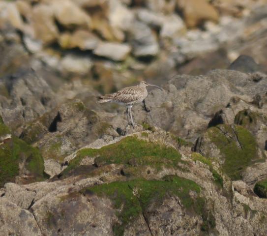 Veraneante ilustre y mañana tranquila