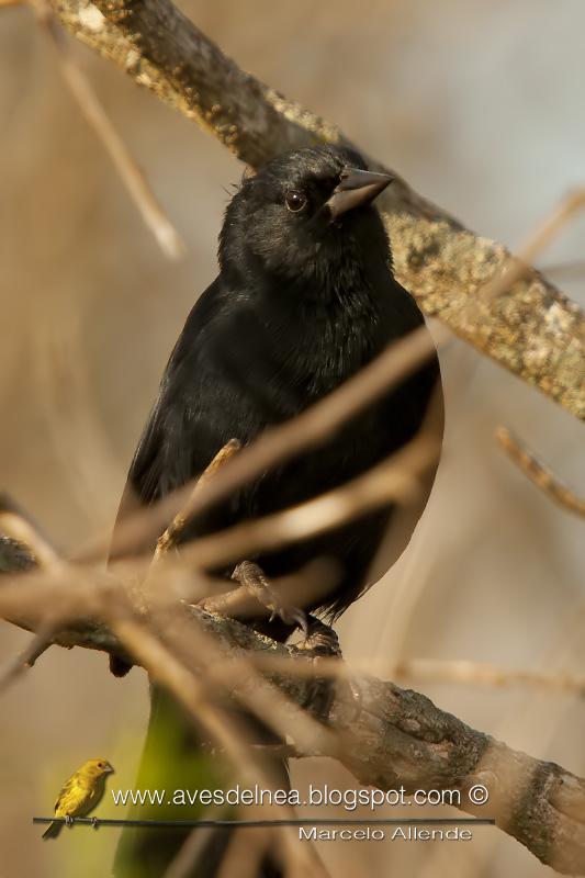 Varillero negro (Unicolored Blackbird)