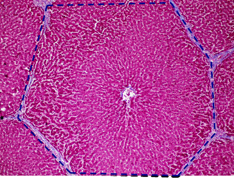 Células madre derivadas de sangre de cordón umbilical y placenta. Terapias más cercanas… Células madre derivadas de sangre de cordón umbilical y placenta. Terapias más cercanas…