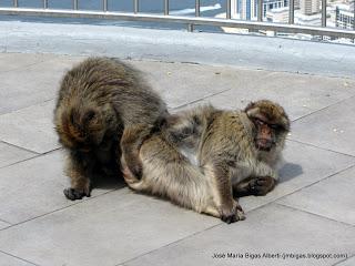 Una Breve Visita a Gibraltar