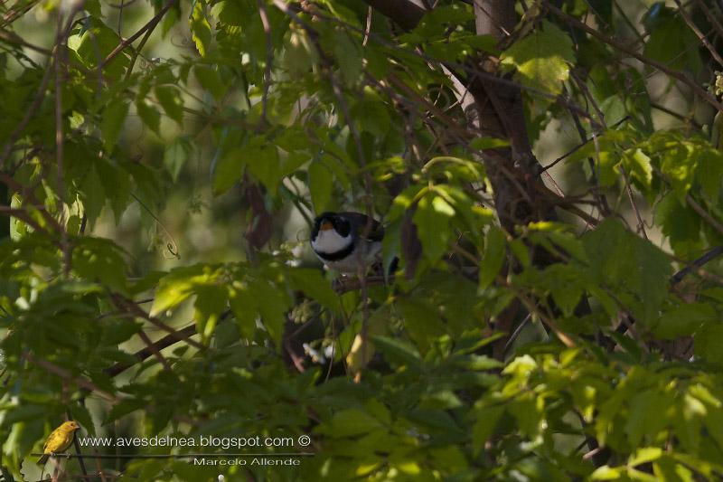 Cerquero de collar (Saffron-billed Sparrow)