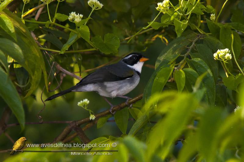 Cerquero de collar (Saffron-billed Sparrow)