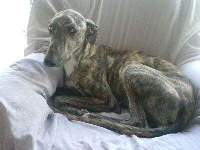 Musu, precioso, bueno y noble galgo en adopción. (Zaragoza)