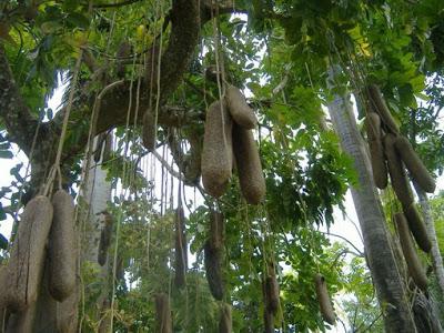 Árbol de las Salchichas