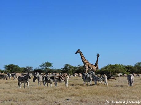 Jirafas y cebas en Etosha National Park