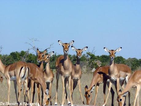 Savuti National Park