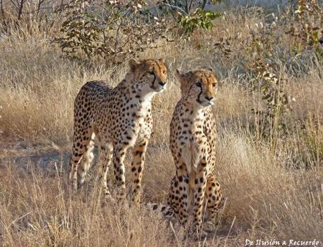 Cheetahs en Namibia