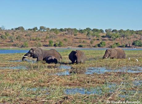Elefantes en Chobe National Park