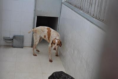 SACRIFICAN EN LA PERRERA DE BADAJOZ JUEVES 2 DE MAYO 6 PERROS BUENOS E INOCENTES‏