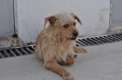 SACRIFICAN EN LA PERRERA DE BADAJOZ JUEVES 2 DE MAYO 6 PERROS BUENOS E INOCENTES‏