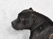 Sacrifican perrera badajoz jueves mayo perros buenos inocentes‏