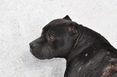 SACRIFICAN EN LA PERRERA DE BADAJOZ JUEVES 2 DE MAYO 6 PERROS BUENOS E INOCENTES‏