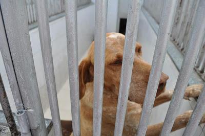 SACRIFICAN EN LA PERRERA DE BADAJOZ JUEVES 2 DE MAYO 6 PERROS BUENOS E INOCENTES‏