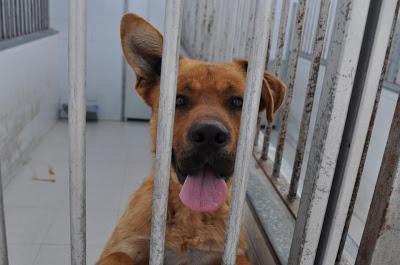 SACRIFICAN EN LA PERRERA DE BADAJOZ JUEVES 2 DE MAYO 6 PERROS BUENOS E INOCENTES‏