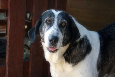 YOLISA, UN ALMA BUENA BUSCANDO HOGAR‏.