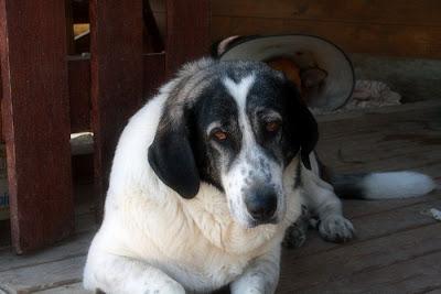 YOLISA, UN ALMA BUENA BUSCANDO HOGAR‏.