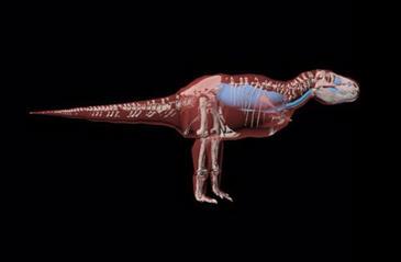 Un analisis del Caminar del velociraptor en 3D