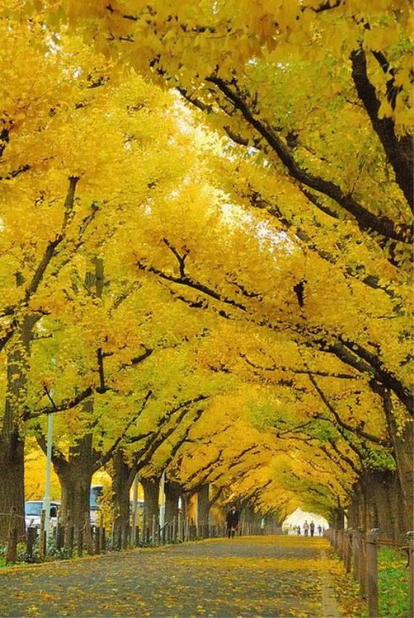 túnel de árboles amarillos