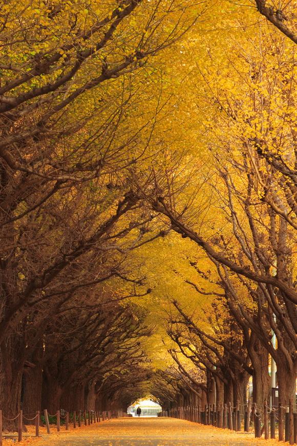 foto spots otoño y sus árboles