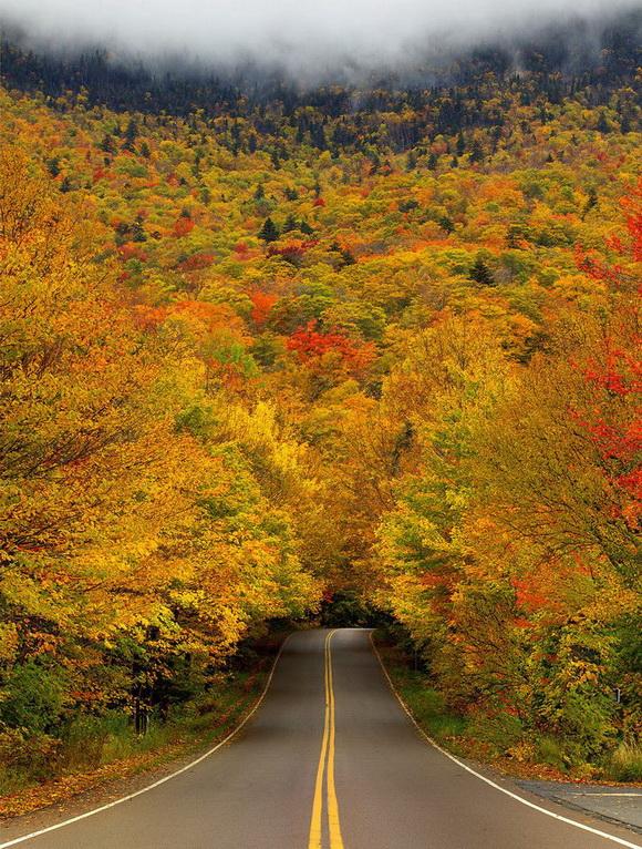 entrando en el bosque en otoño