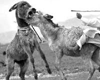 Tangana en el Mosteiro-Beluso: Delegado del equipo local salva la vida al visitante