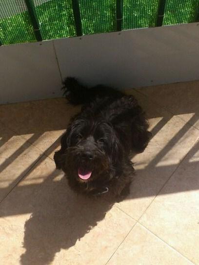 PRECIOSO perrito de 5 años que quieren entregar en el refugio por no tener dinero para mantenerle.