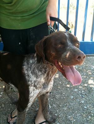 Lord, braco alemán, en adopción.