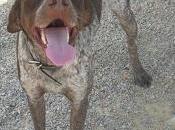 Lord, braco alemán, adopción.