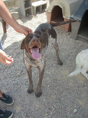 Lord, braco alemán, en adopción.