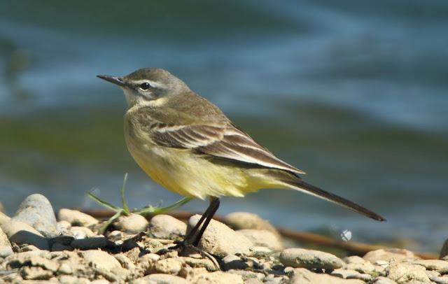 MIRANDO LAS AVES-BIRD WATCHING