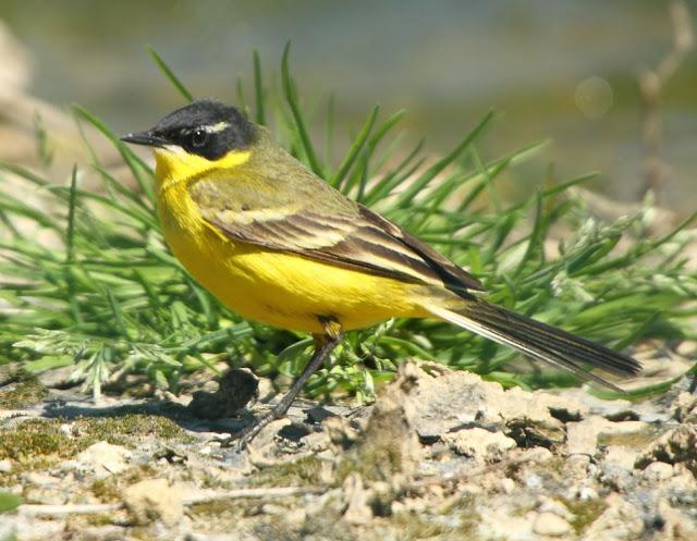 MIRANDO LAS AVES-BIRD WATCHING