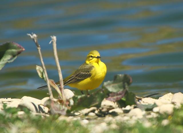 MIRANDO LAS AVES-BIRD WATCHING
