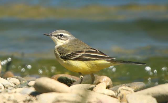 MIRANDO LAS AVES-BIRD WATCHING
