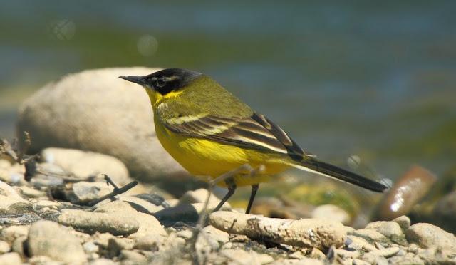 MIRANDO LAS AVES-BIRD WATCHING