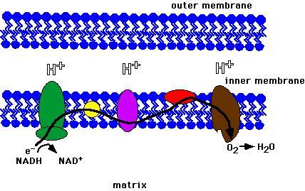 Membranas mitocondriales