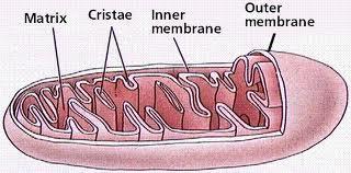 Análisis evolutivo de las membranas mitocondriales