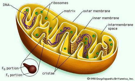 Funciones de la mitocondria, algunas generalidades