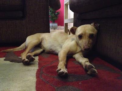 Podenquita PERDIDA en la Elipa, (MUY URGENTE MADRID).