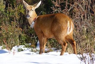 huemul