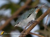 común (Chestnut-vented Conebill)