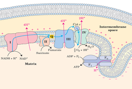 Propiedades de las membranas mitocondriales