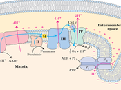 Propiedades membranas mitocondriales