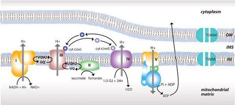 Estructura de las membranas mitocondriales