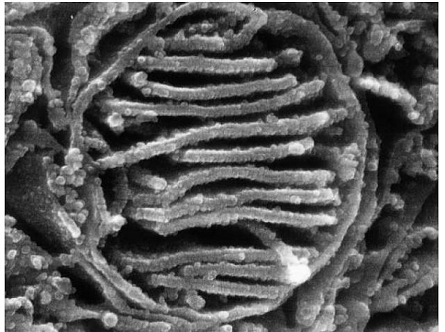 Estructura de las membranas mitocondriales Paperblog