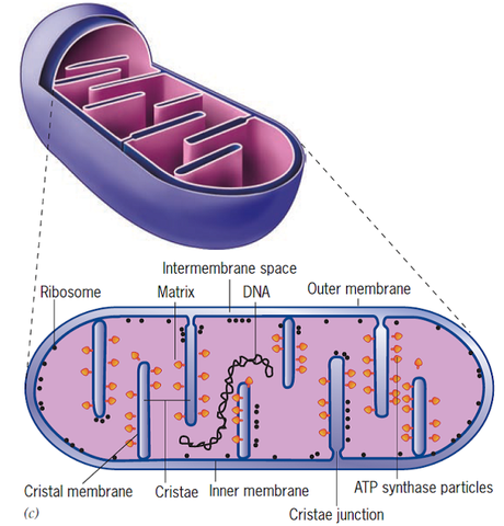 Estructura de las membranas mitocondriales