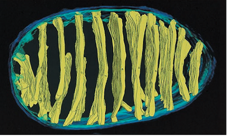 Estructura de las membranas mitocondriales