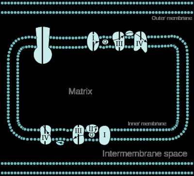 Estructura de las membranas mitocondriales