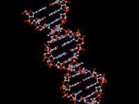 Descubren o deberiamos decir afirman, que el 'ADN Basura' cumple funciones clave