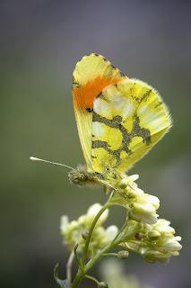 Para ampliar  Anthocharis belia ssp. euphenoides (Staudinger, 1869) hacer clic