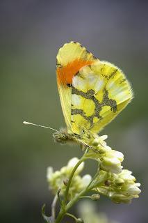 Para ampliar  Anthocharis belia ssp. euphenoides (Staudinger, 1869) hacer clic